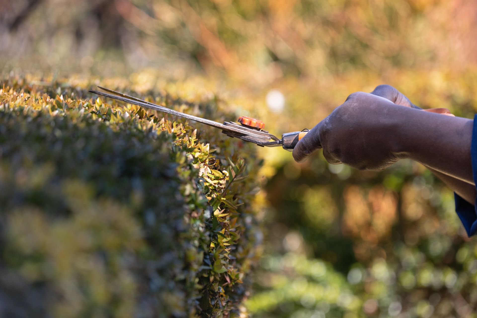 Close-up of hands trimming a hedge with shears in a garden, showcasing gardening skills outdoors.