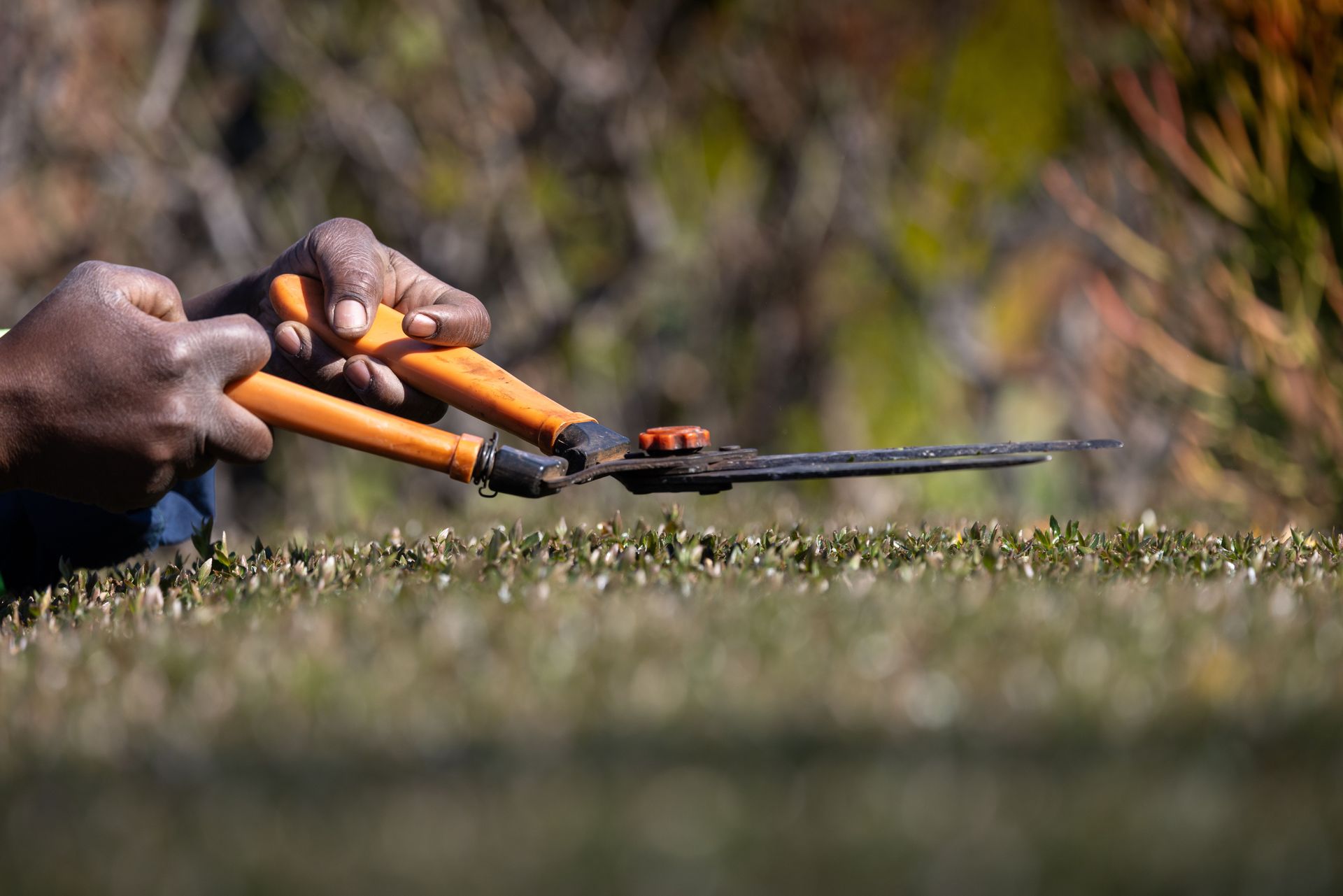 Close-up of a person skillfully trimming hedges with orange-handled garden shears.