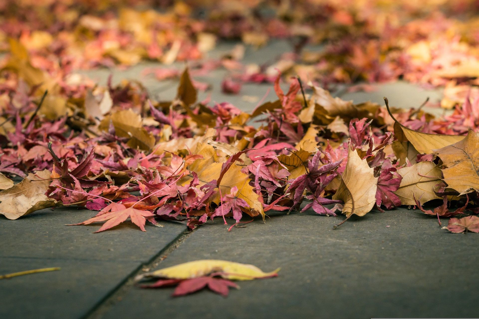 Colorful autumn leaves scattered on a Tokyo pathway, showcasing vibrant fall colors.